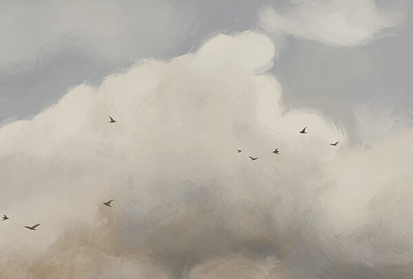 Vögel fliegen Vögel am Himmel Vögel fliegen Vögel am Himmel