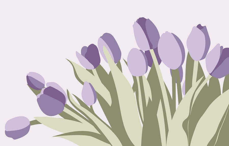 Strauß lila Tulpen