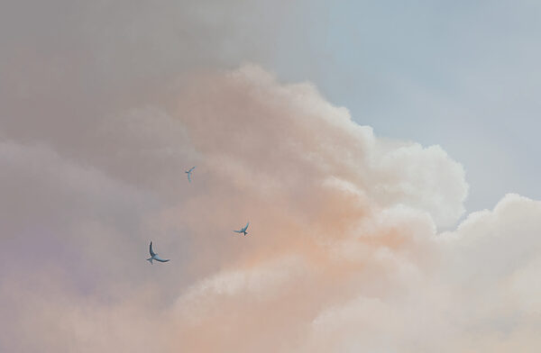 Birds flying in the sky