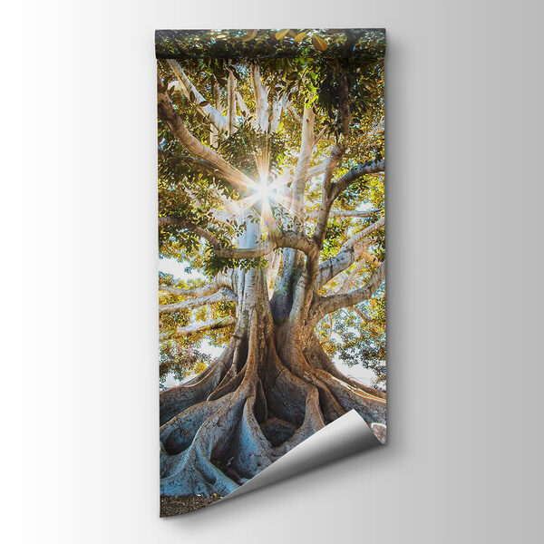 Majestic tree in radiant sunlight Majestic tree in radiant sunlight