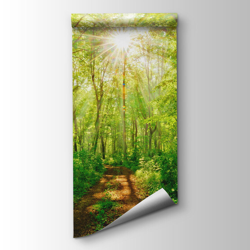 Path through a forest with trees and plants