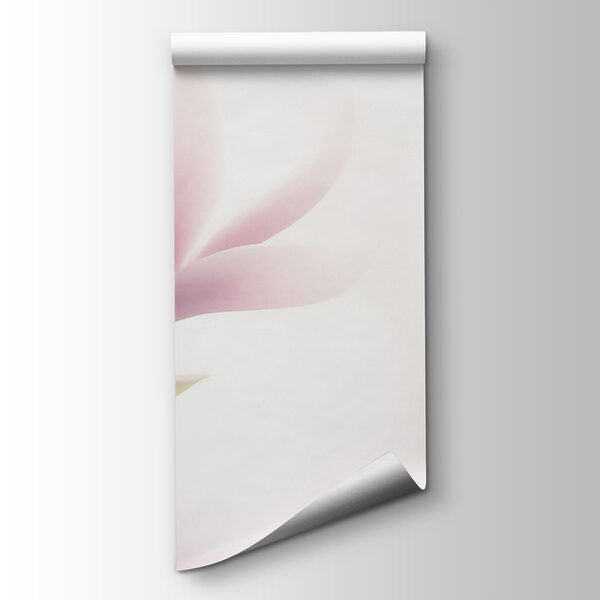 Delicate bloom in soft focus Delicate bloom in soft focus