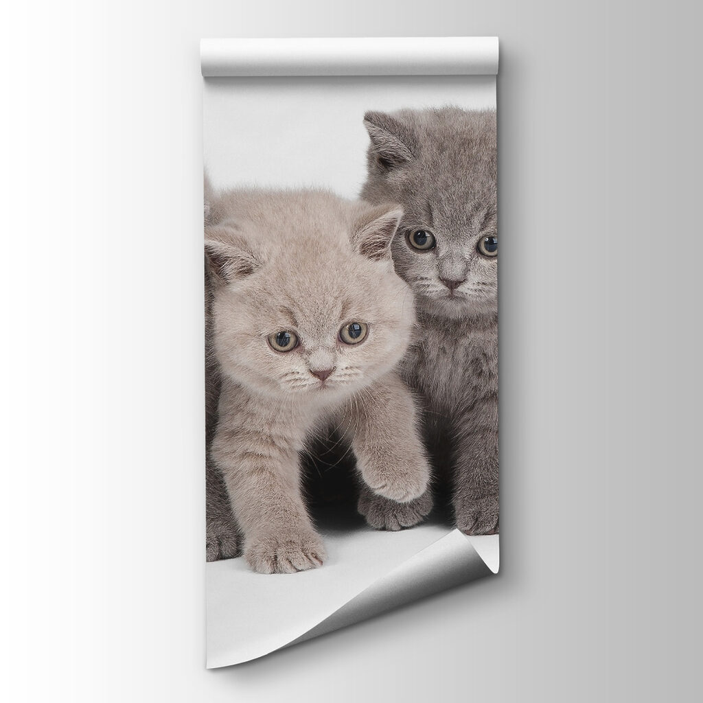 Group of kittens standing together