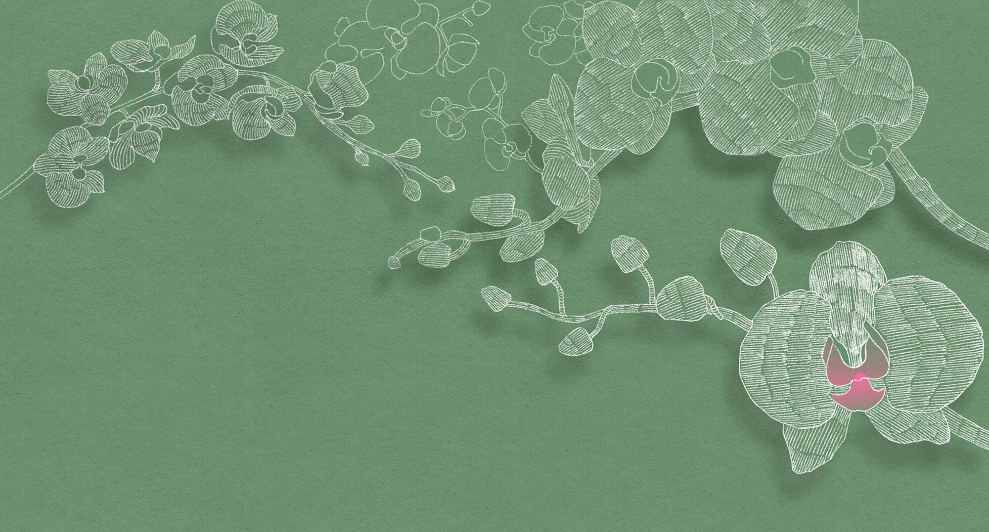 Delicate orchids against a green backdrop Delicate orchids against a green backdrop