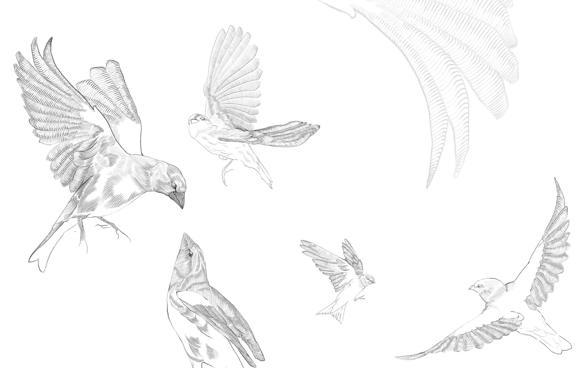 Group of birds with wings