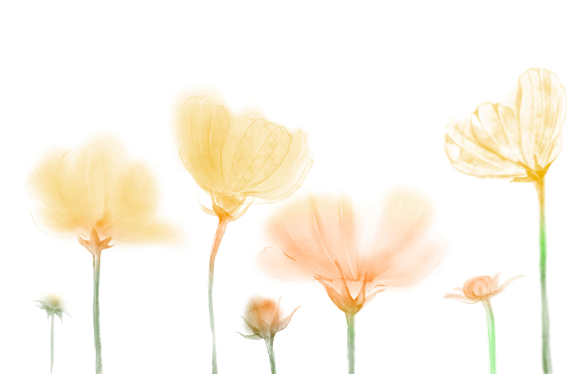 Group of flowers with light