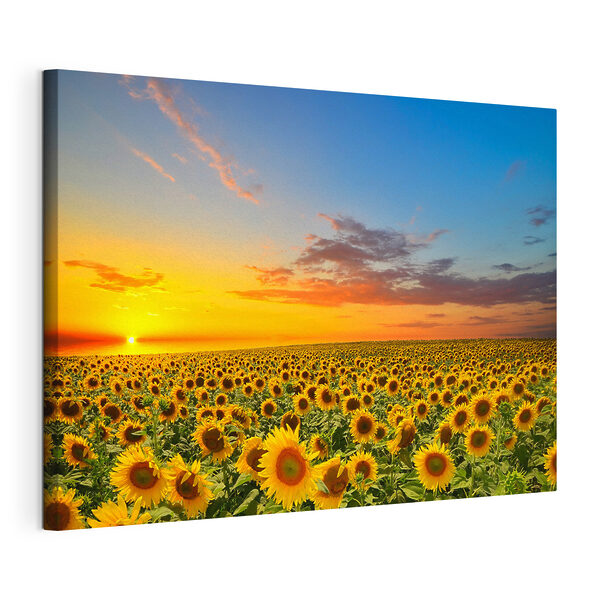 Ein Sonnenblumenfeld bei Sonnenuntergang Wandbilder Ein Sonnenblumenfeld bei Sonnenuntergang