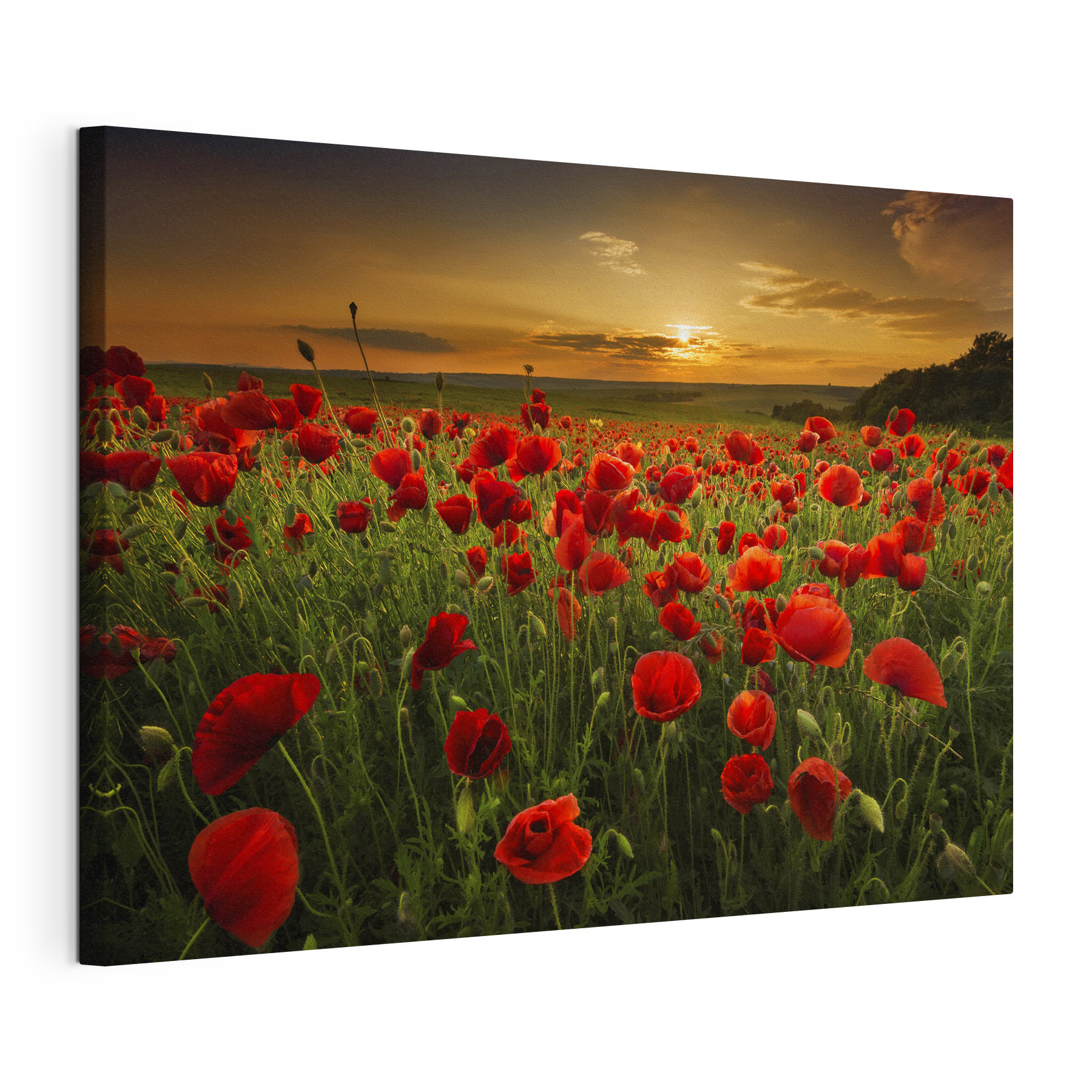 A field of red flowers