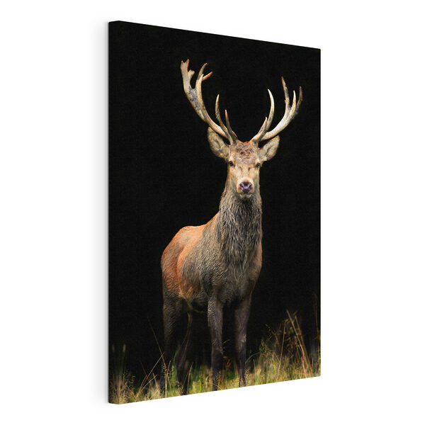 Wandbilder Wandbilder Ein Hirsch mit Geweih in der Dunkelheit (Artikelnummer: s08154)