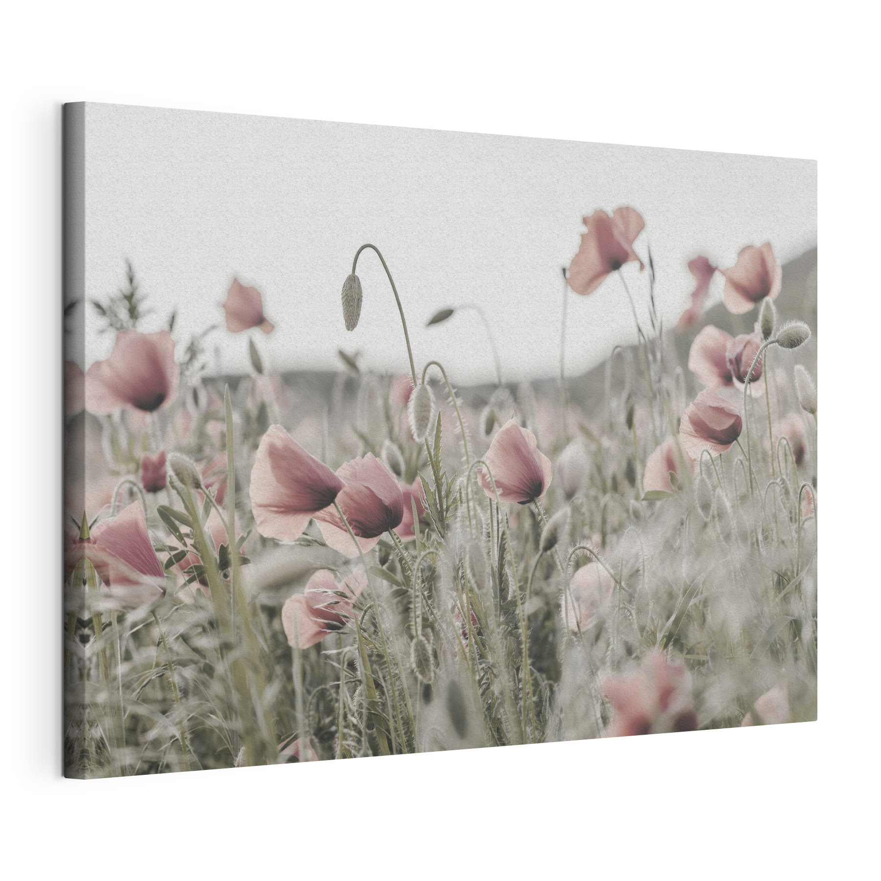 A field of pink flowers