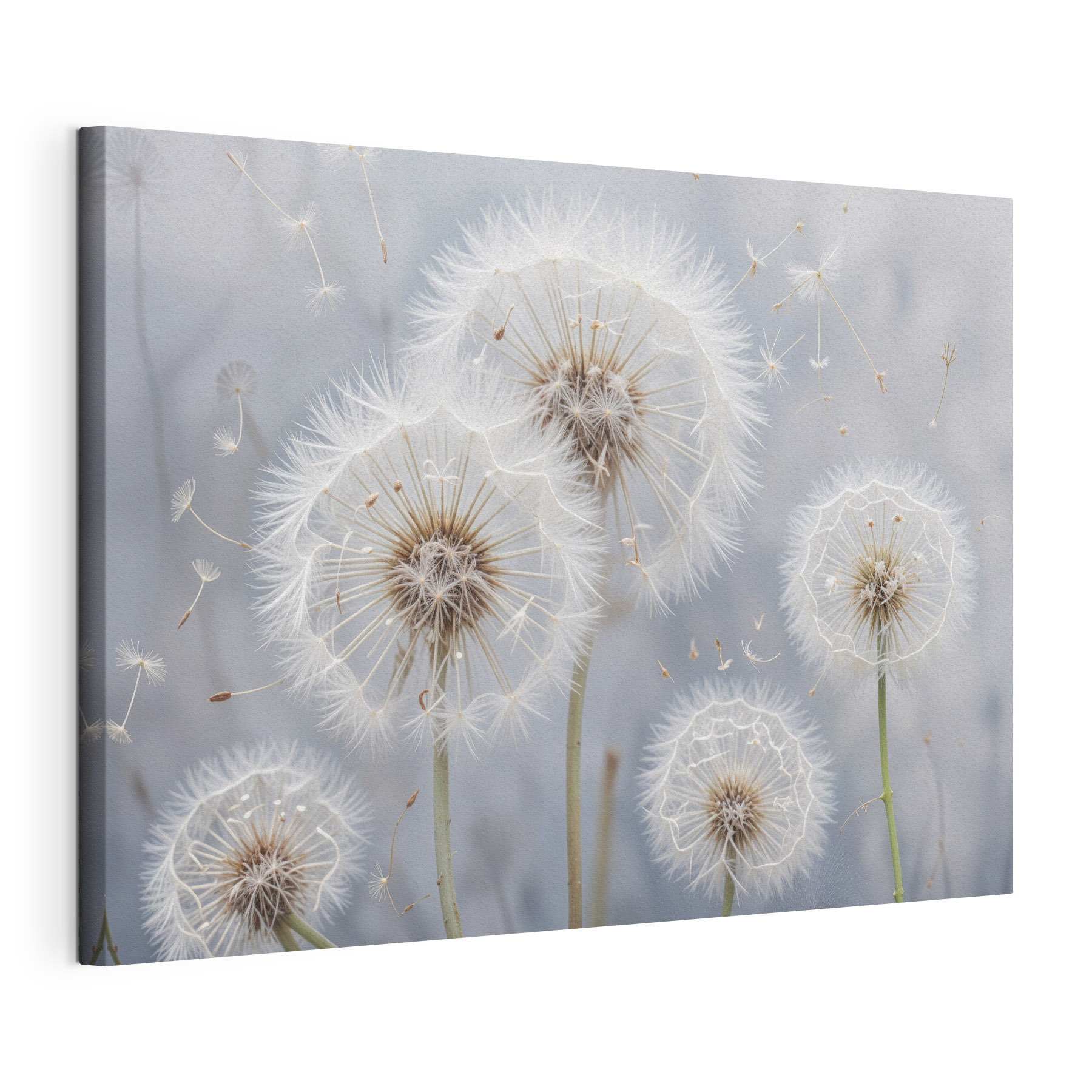 Group of dandelions with seeds flying Group of dandelions with seeds flying
