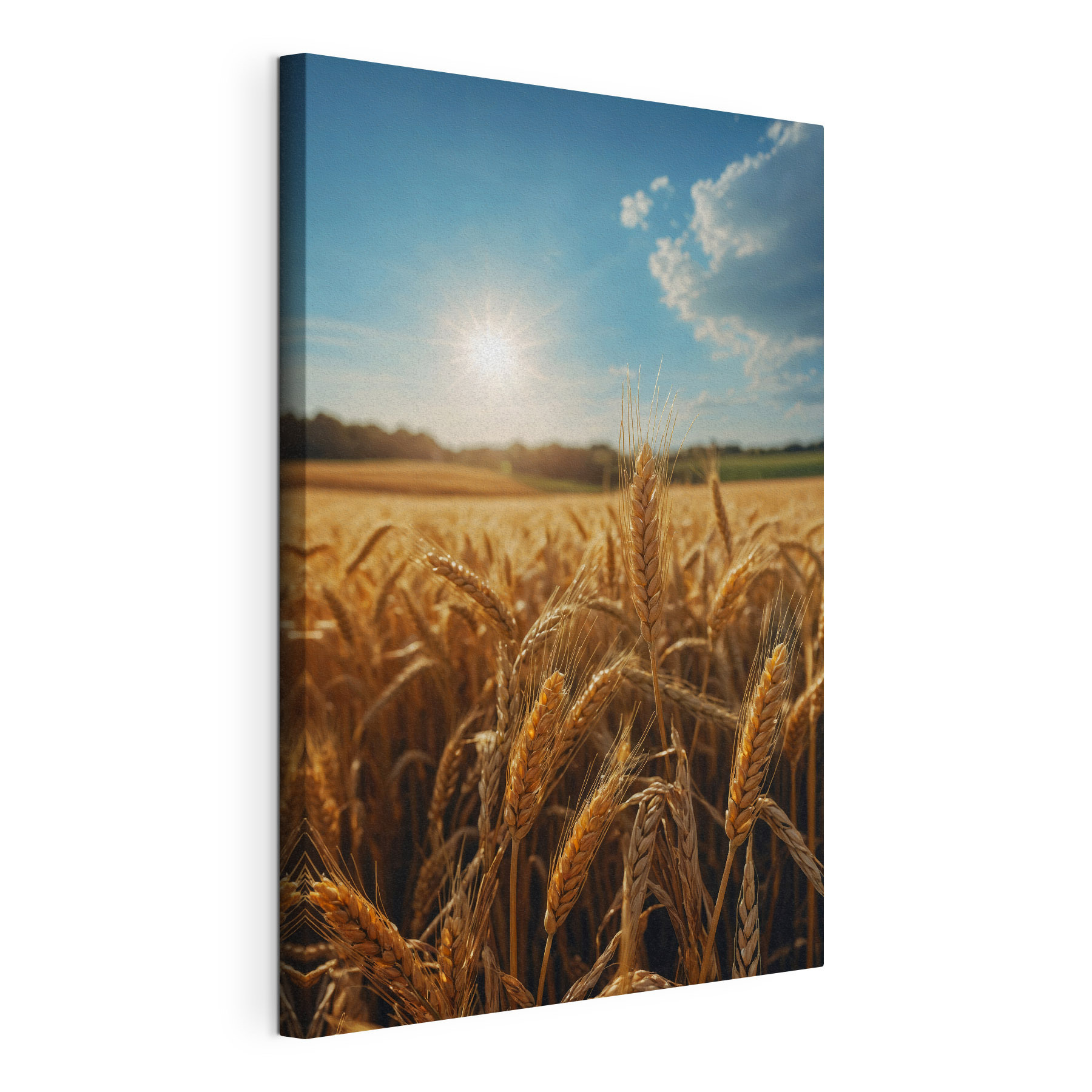 Field of wheat with the sun shining in the background Field of wheat with the sun shining in the background