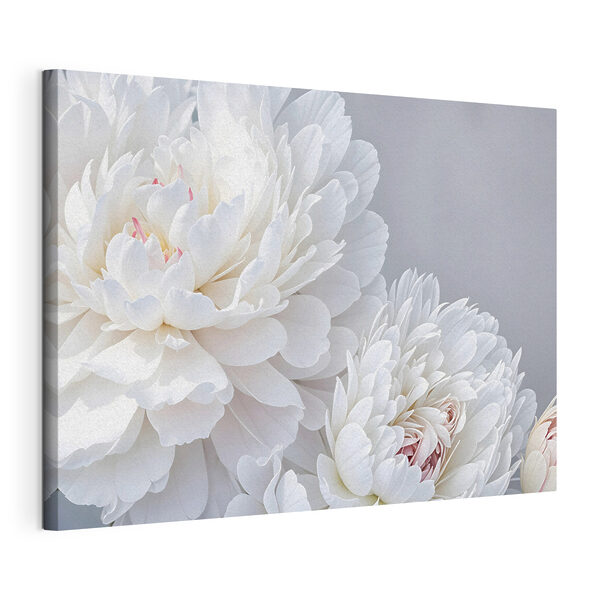 Nahaufnahme von weißen Blumen Wandbilder Nahaufnahme von weißen Blumen