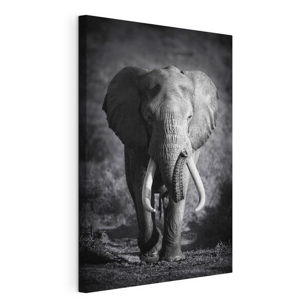 Wandbilder Wandbilder Ein Elefant mit Stoßzähnen geht (Artikelnummer: s08133)