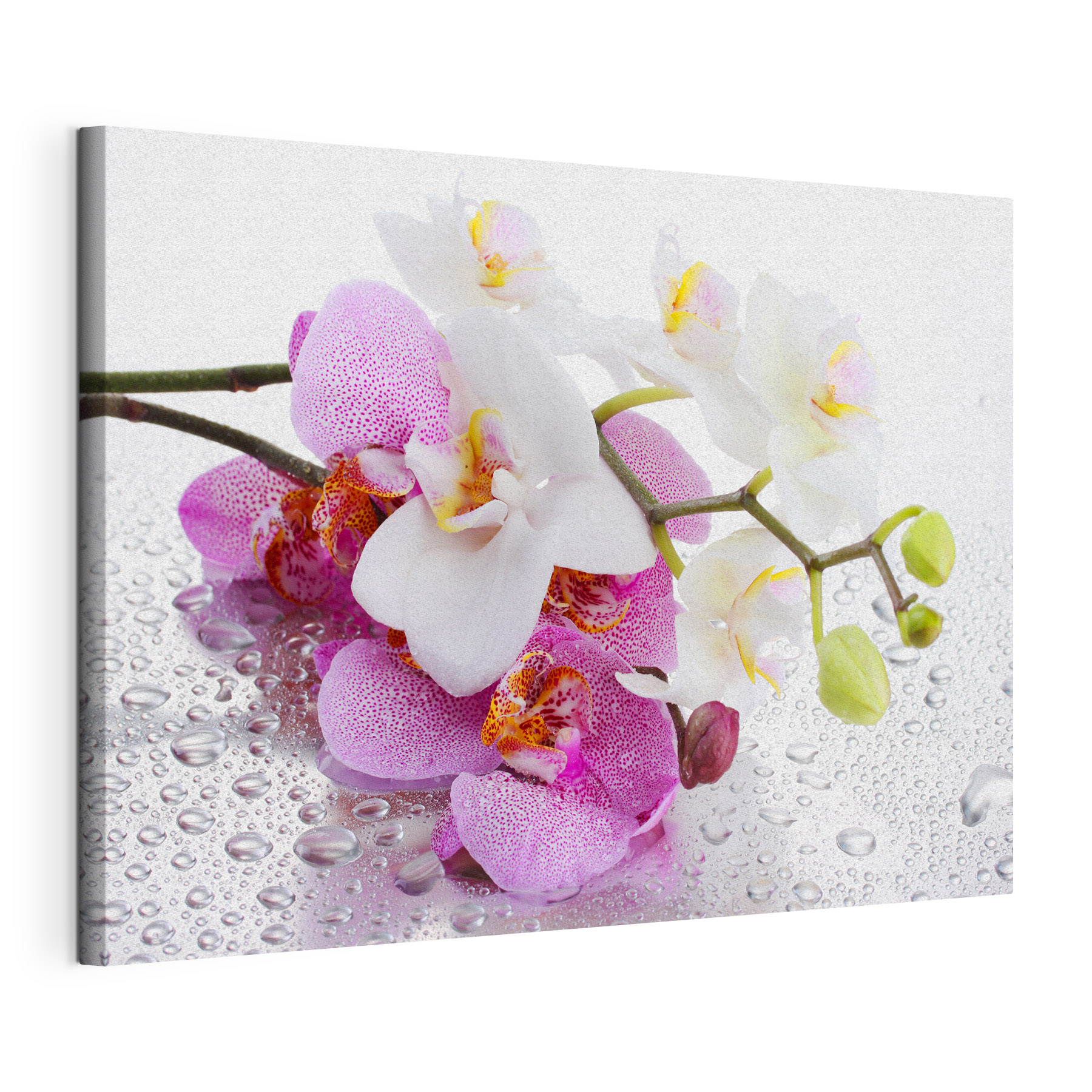 Delicate orchids nestled in droplets Delicate orchids nestled in droplets