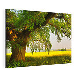 Wandbilder Ein Baum auf einem Feld