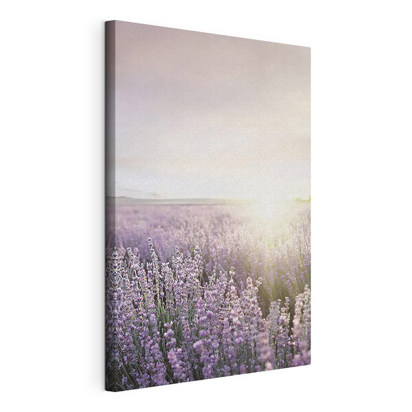 Wandbilder Lavendelfelder im sanften Licht der aufgehenden Sonne (Artikelnummer: s23628) Wandbilder Wandbilder Lavendelfelder im sanften Licht der aufgehenden Sonne (Artikelnummer: s23628)
