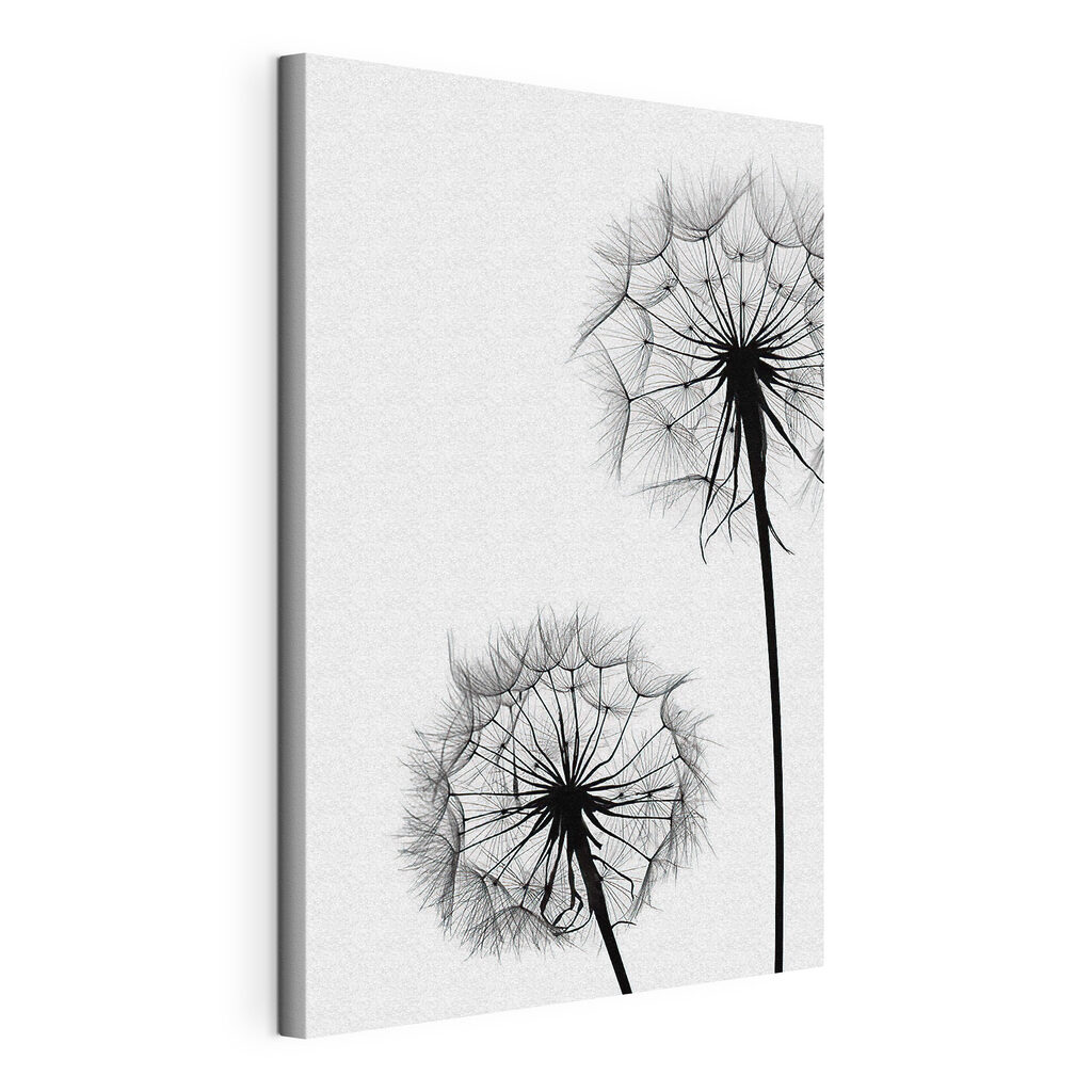 Delicate dandelions on a white background Delicate dandelions on a white background