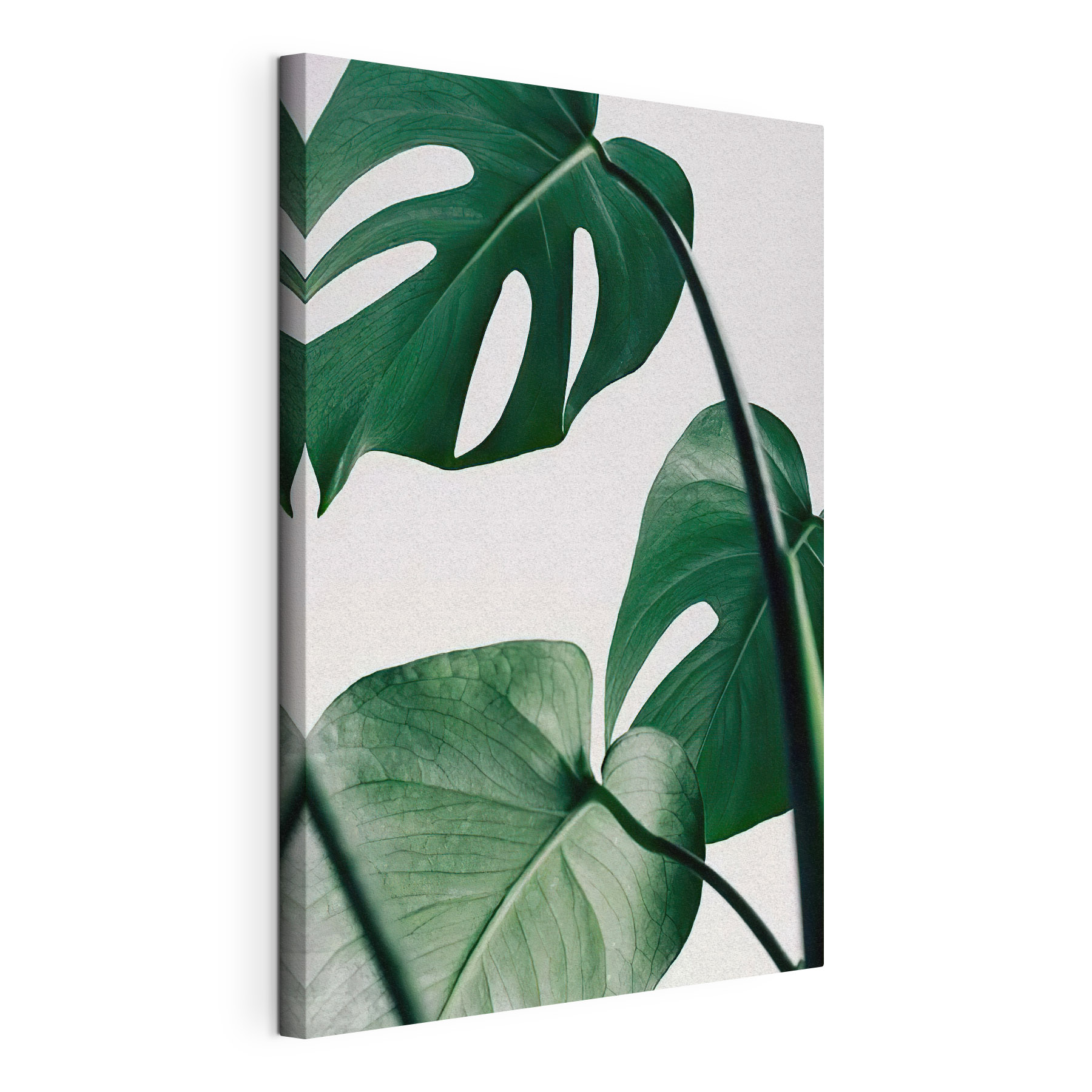Delicate foliage against white backdrop
