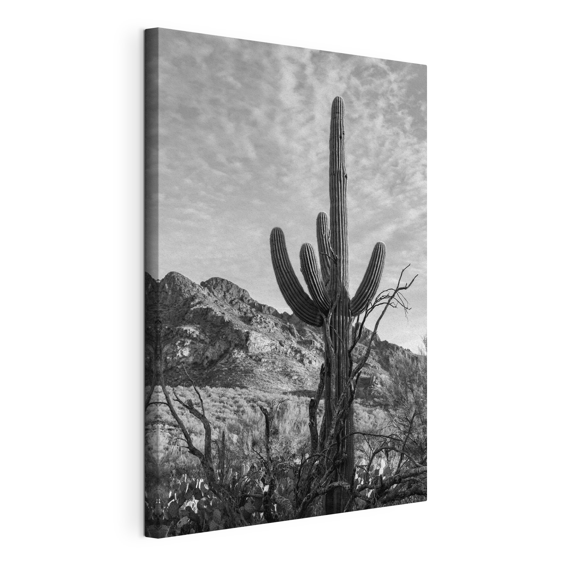 Cactus in the desert Cactus in the desert