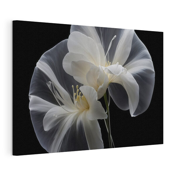 Wandbilder Elegante weiße Blumen vor schwarzem Hintergrund (Artikelnummer: s40549) Wandbilder Wandbilder Elegante weiße Blumen vor schwarzem Hintergrund (Artikelnummer: s40549)