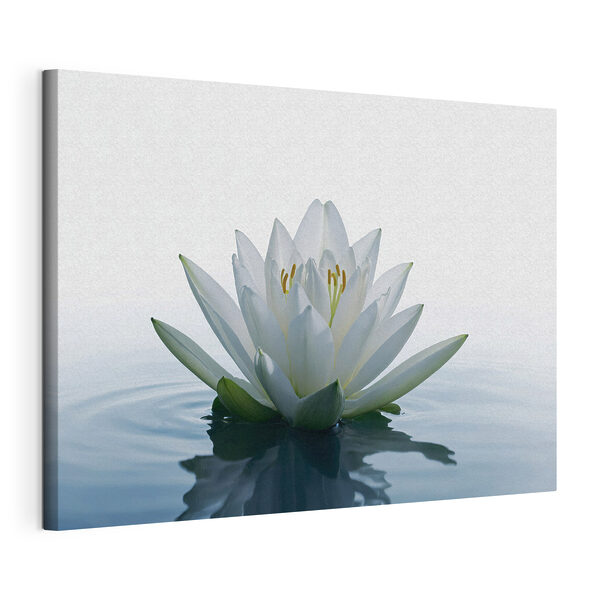 Wandbilder Wandbilder Weiße Blume im Wasser (Artikelnummer: s42098)