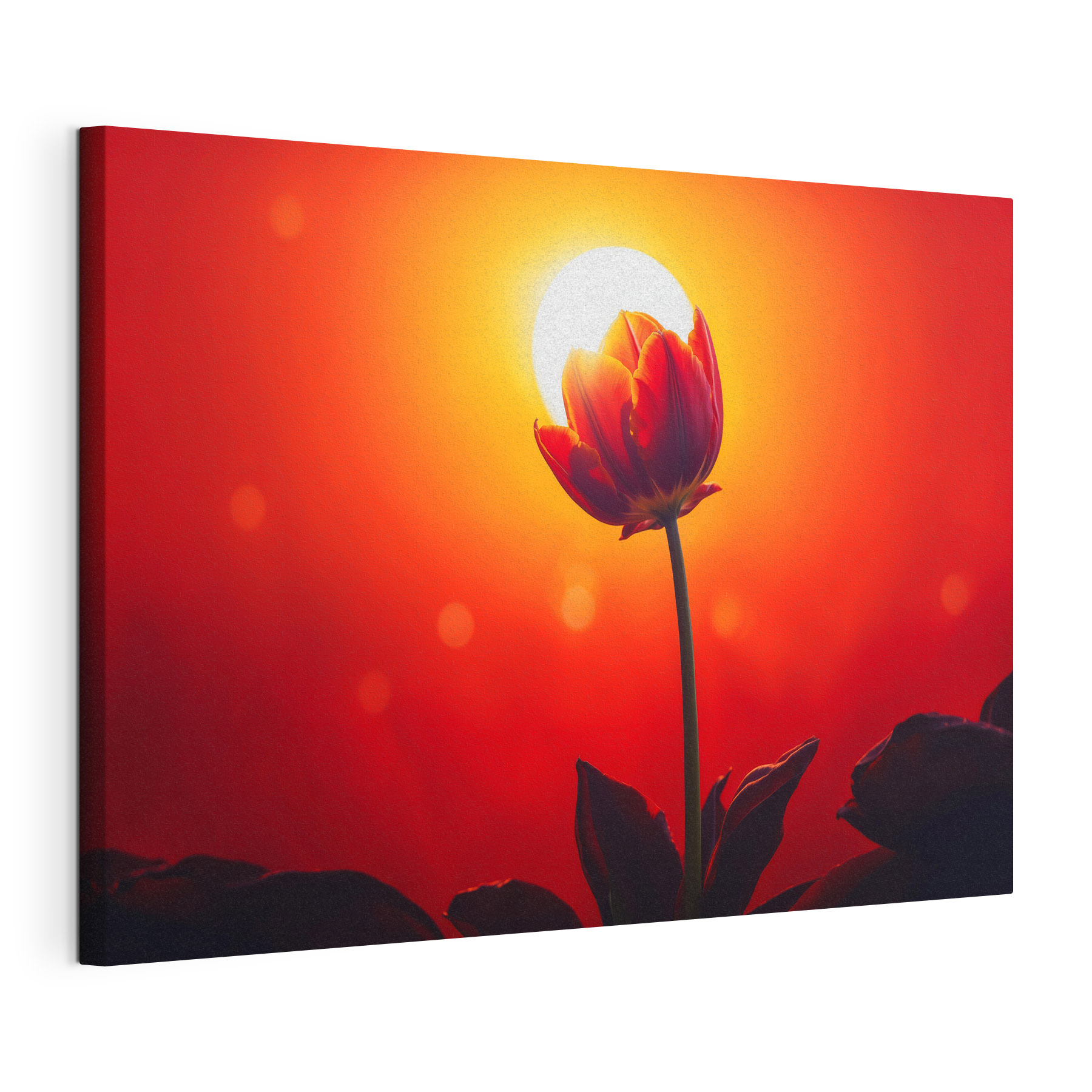 Red tulip with the sun behind it