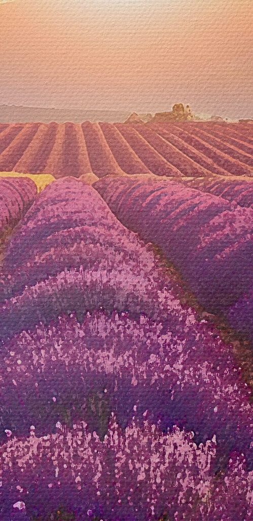 Field of lavender with mountains in the background