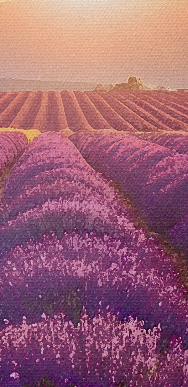 Field of lavender with mountains in the background