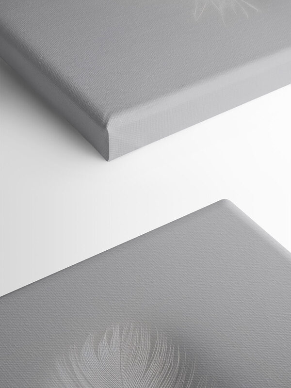 White feather on a white background White feather on a white background
