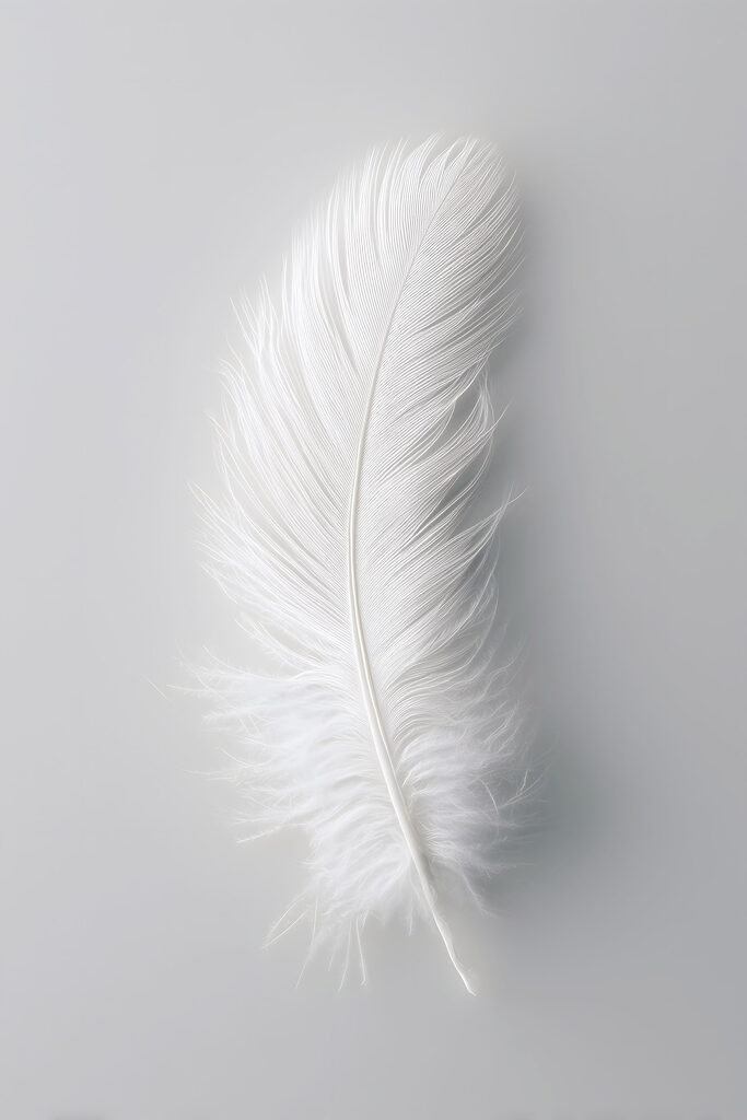White feather on a white background White feather on a white background