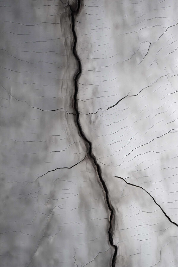 Crack in a tree