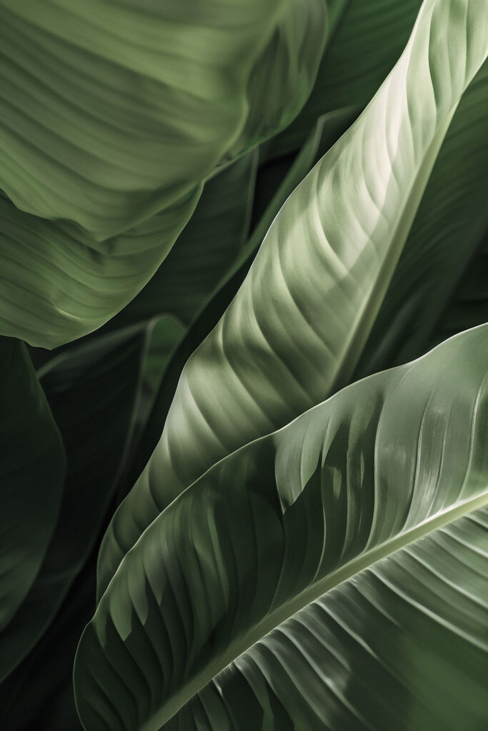 Lush green leaves in gentle light