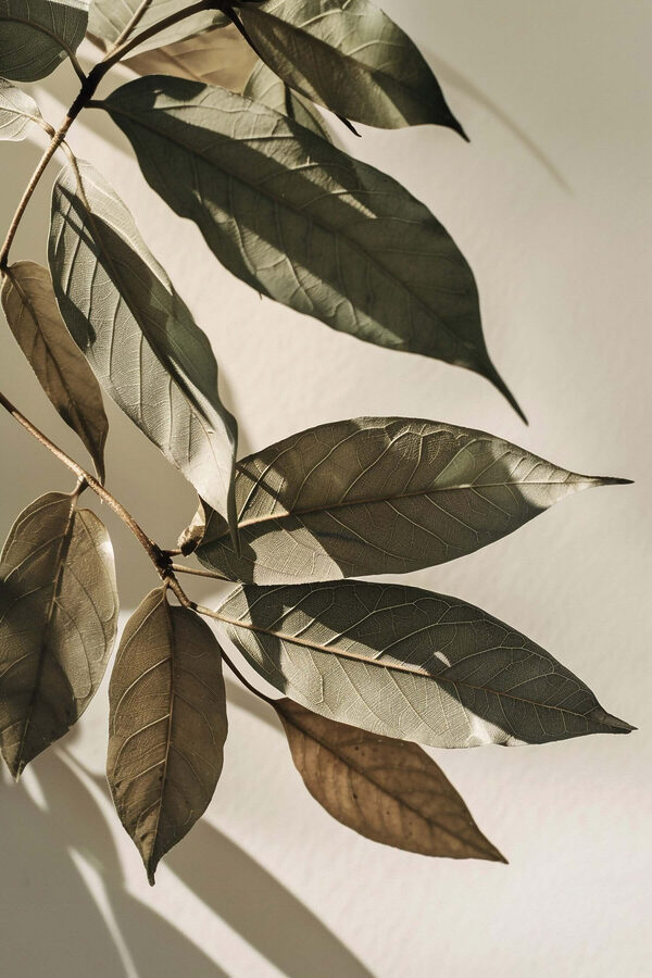 Nature's beauty captured in delicate leaves Nature's beauty captured in delicate leaves