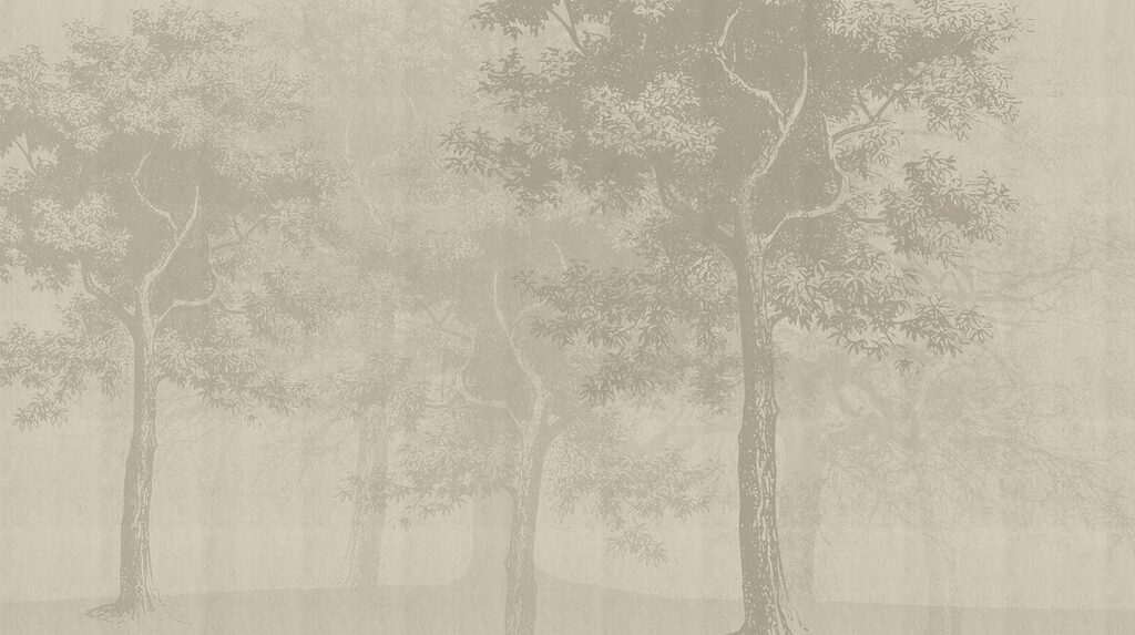 Group of trees in a foggy forest