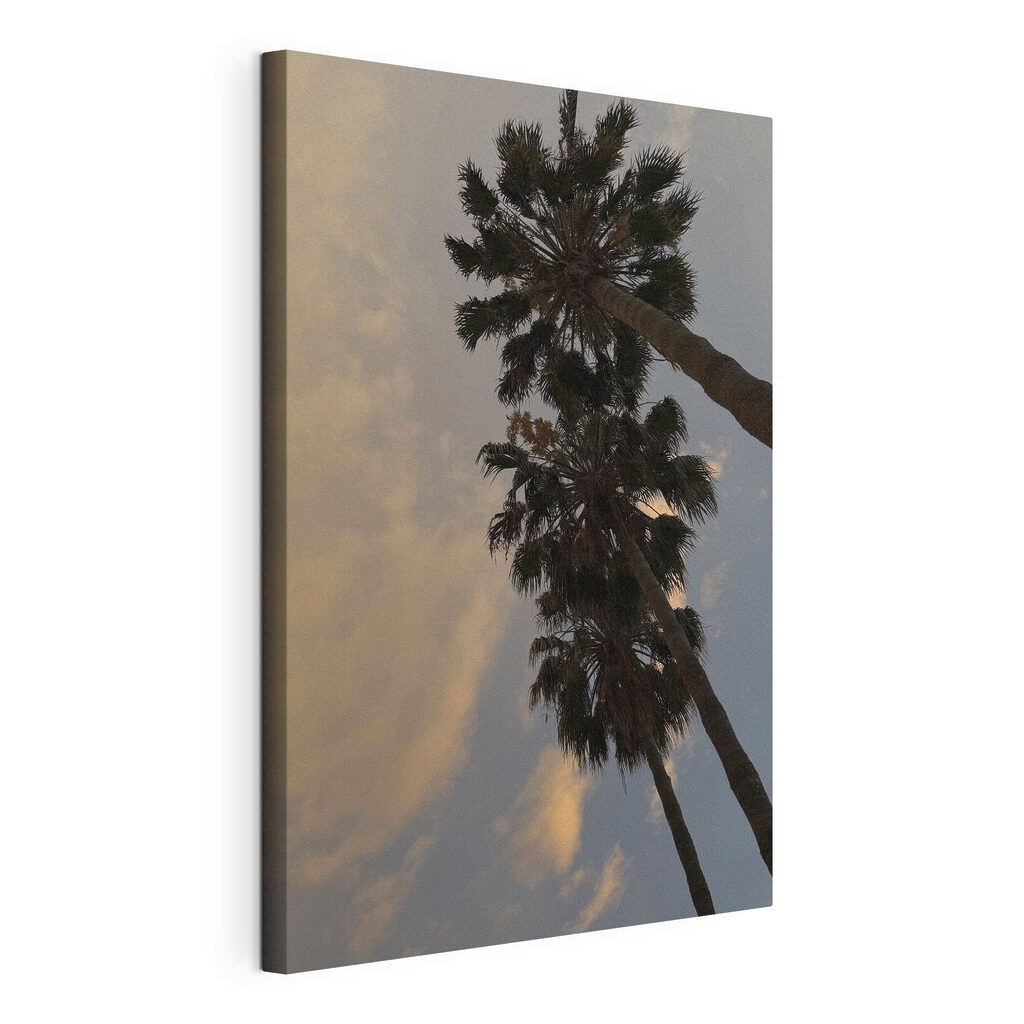 Group of palm trees
