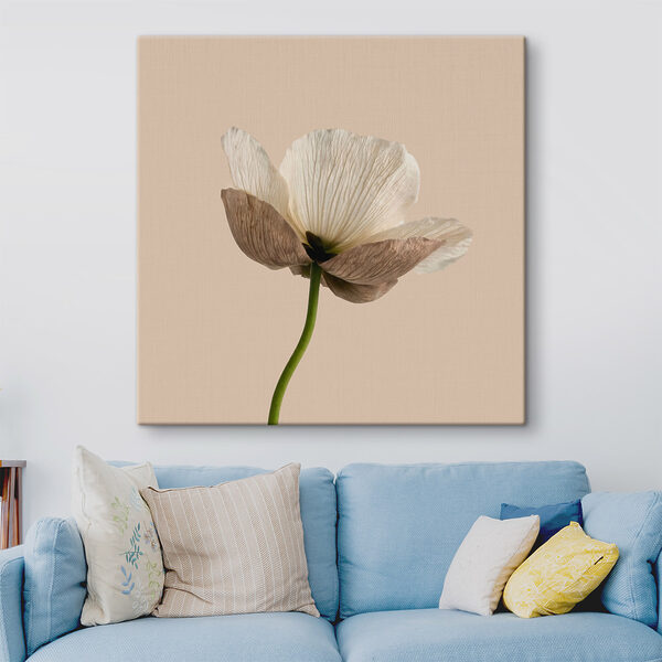 White flower with brown petals