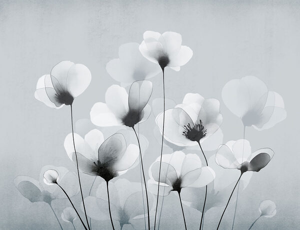 Group of white flowers