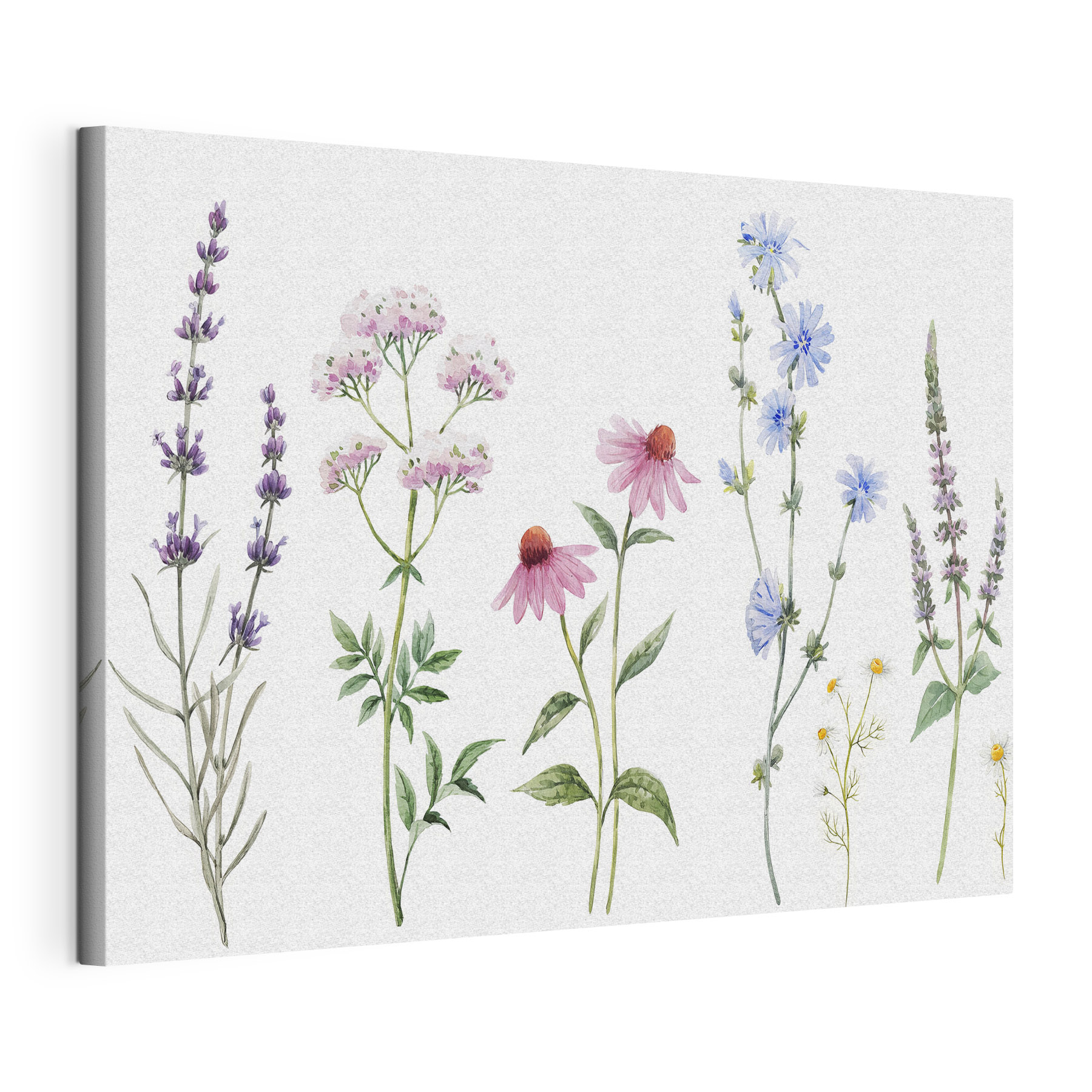 Group of flowers on a white background Group of flowers on a white background
