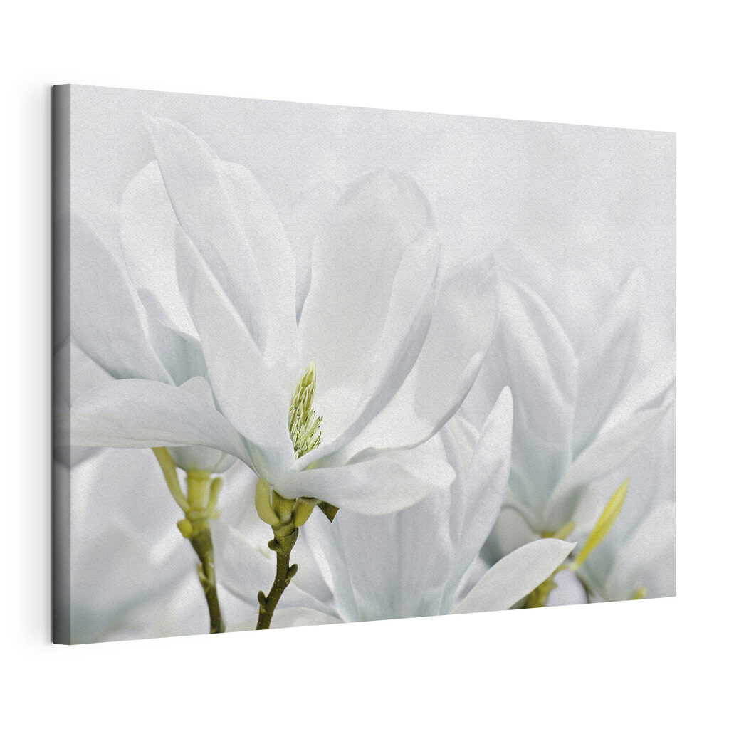 Close up of white flowers