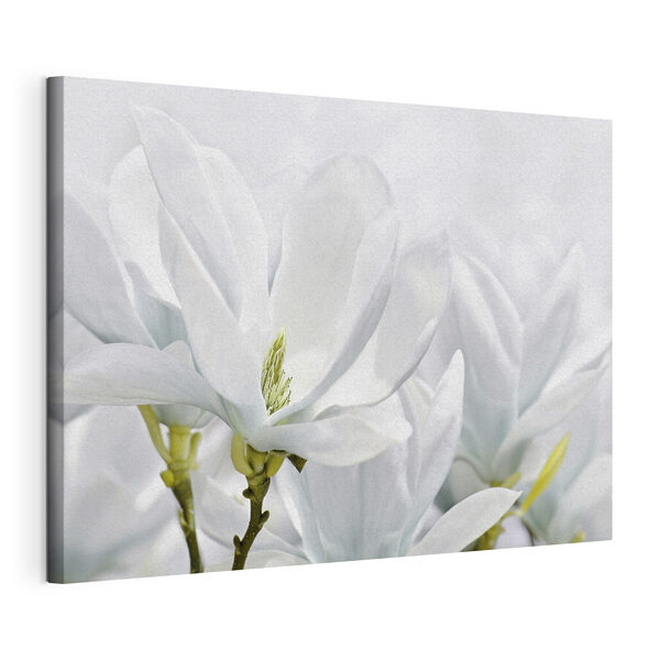Nahaufnahme von weißen Blumen Wandbilder Nahaufnahme von weißen Blumen