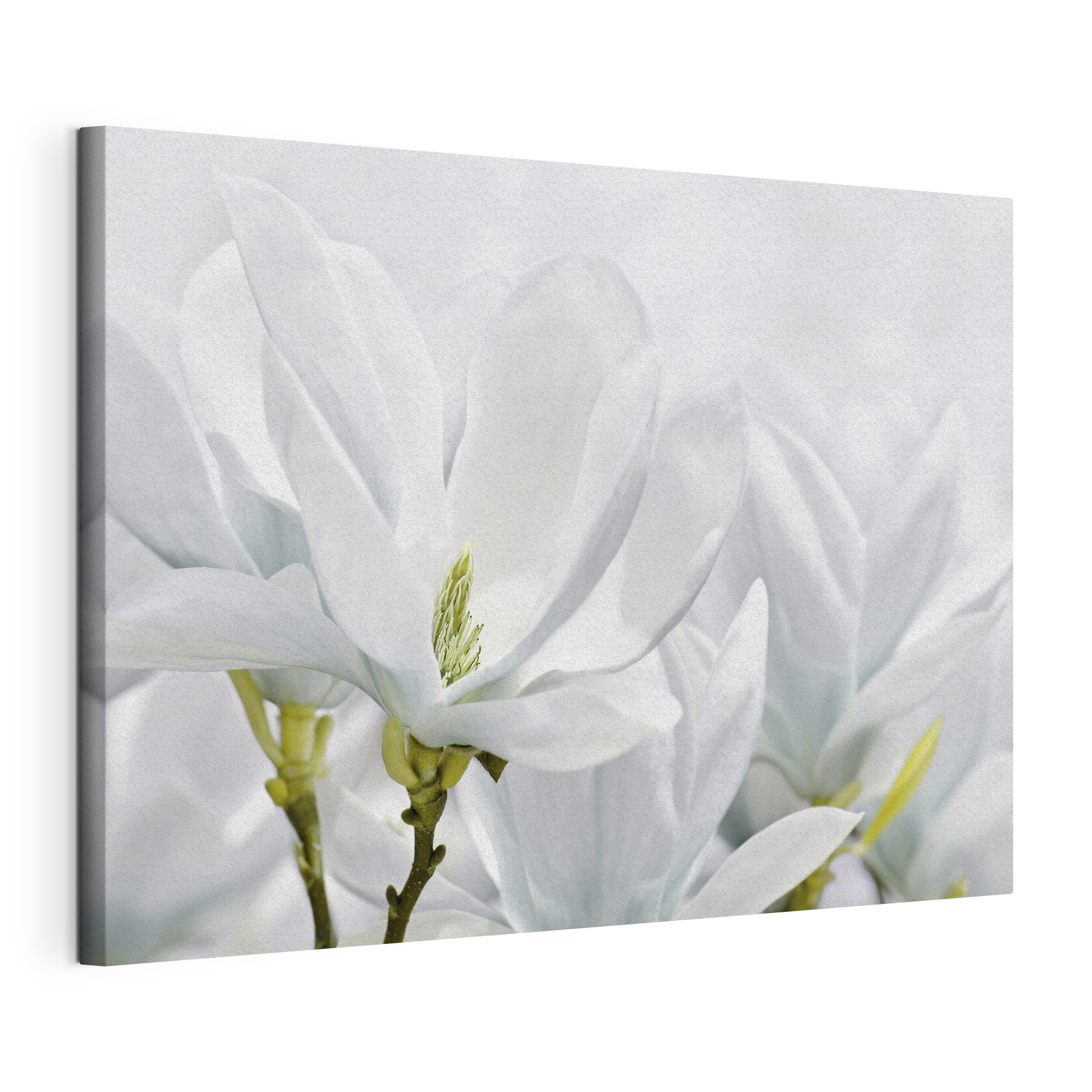 Close up of white flowers