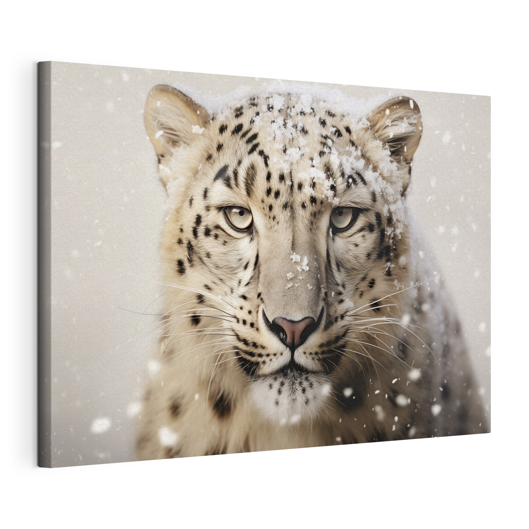 Snow leopard with snow on its head
