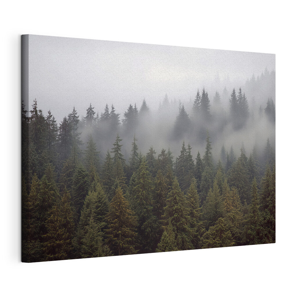 Group of trees with fog Group of trees with fog