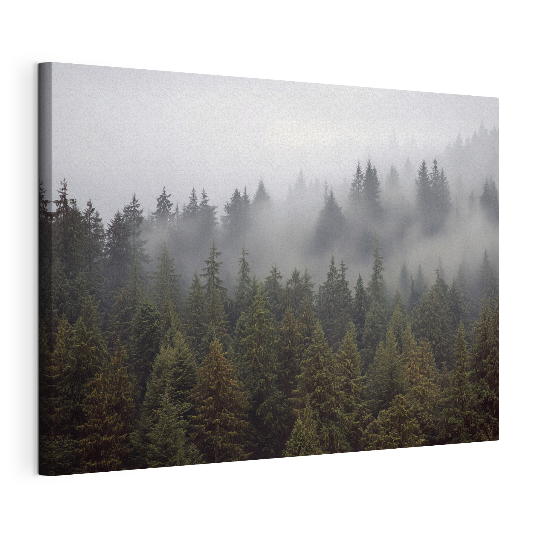 Group of trees with fog Group of trees with fog