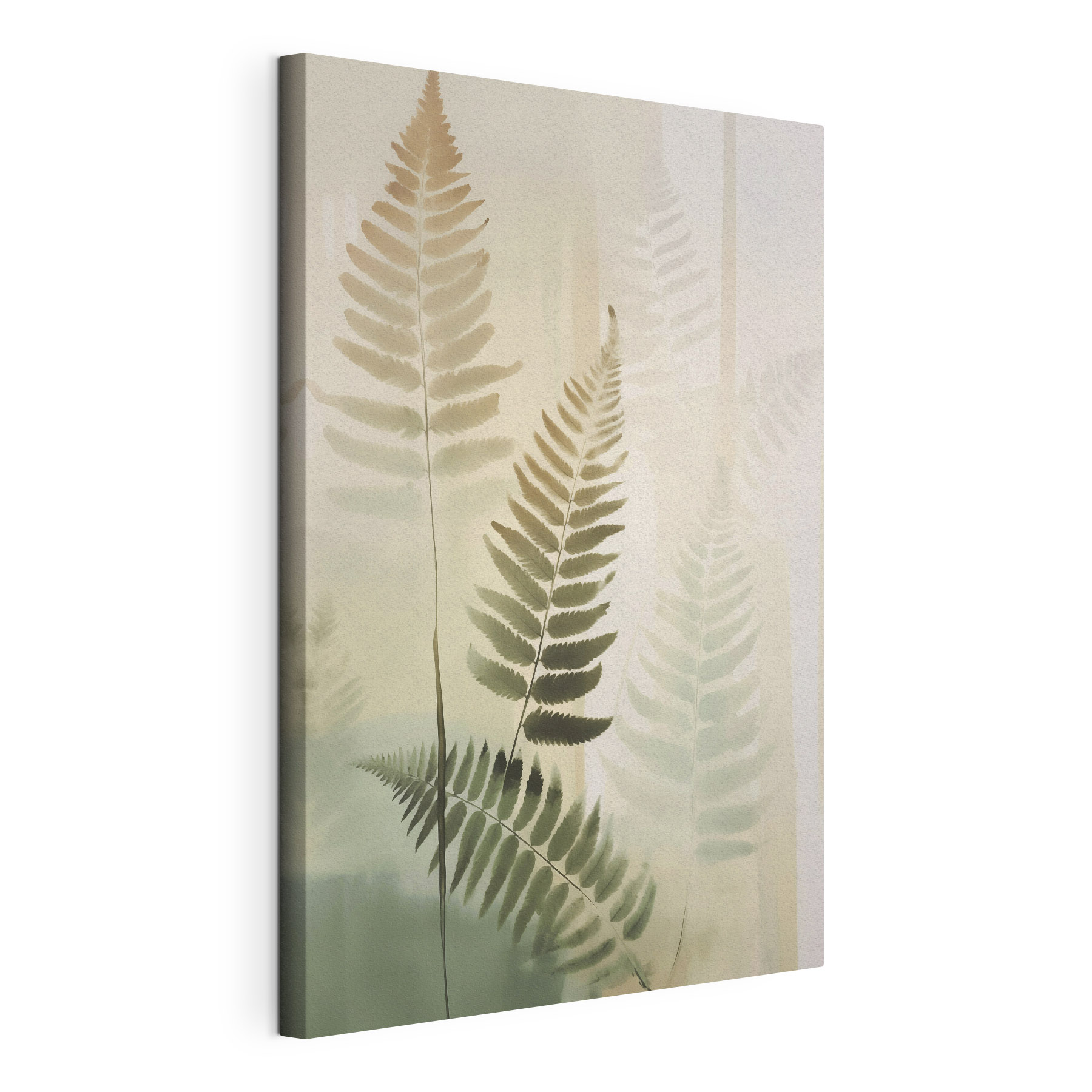 Fern leaves on a white background