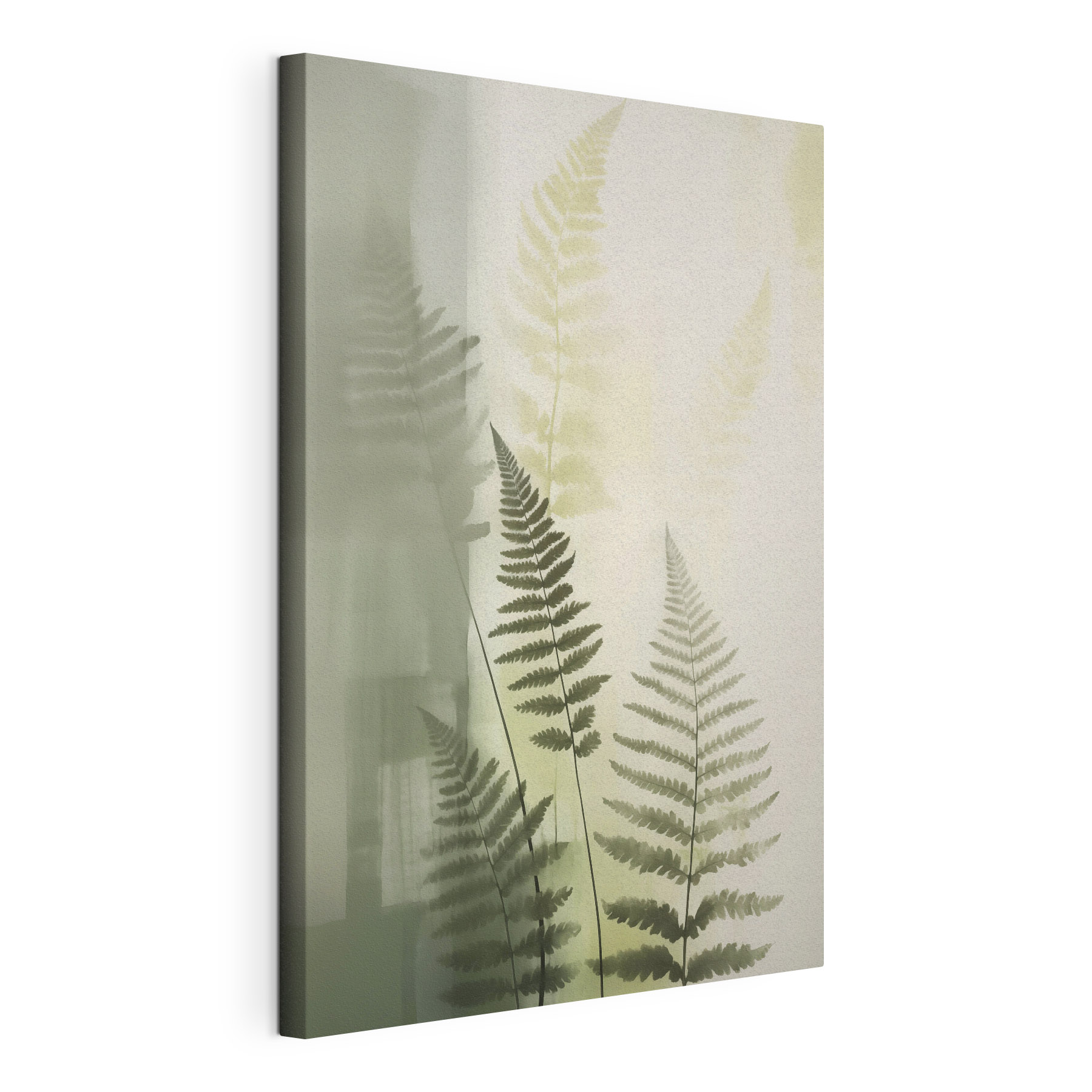 Fern leaves on a white background