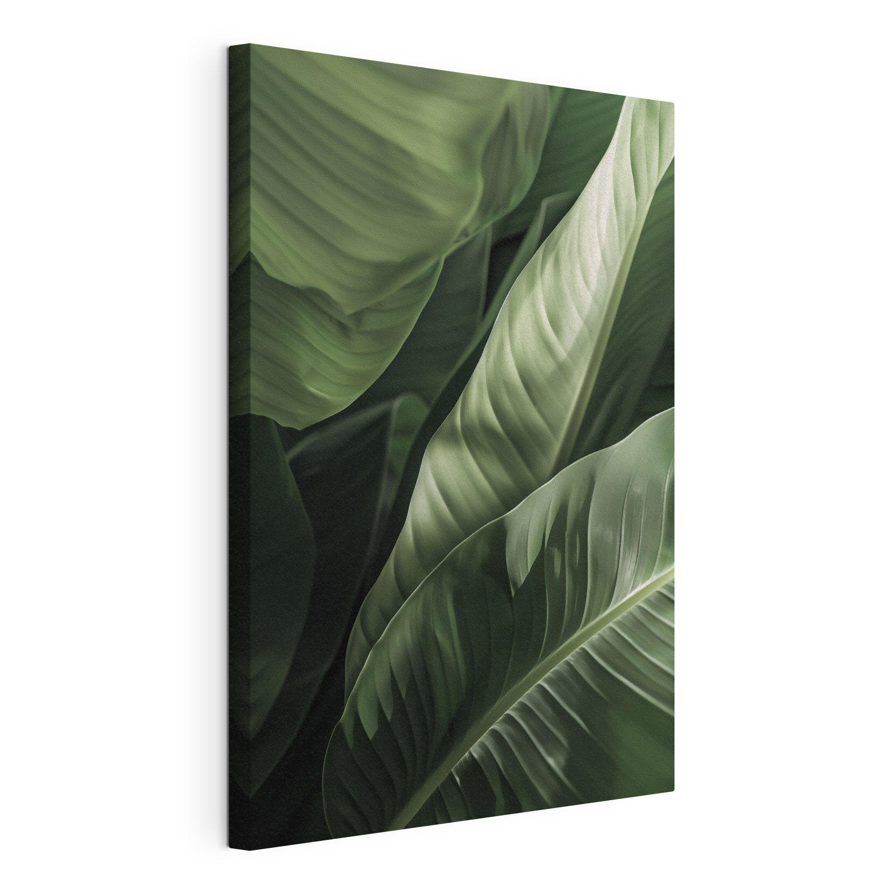 Lush green leaves in gentle light