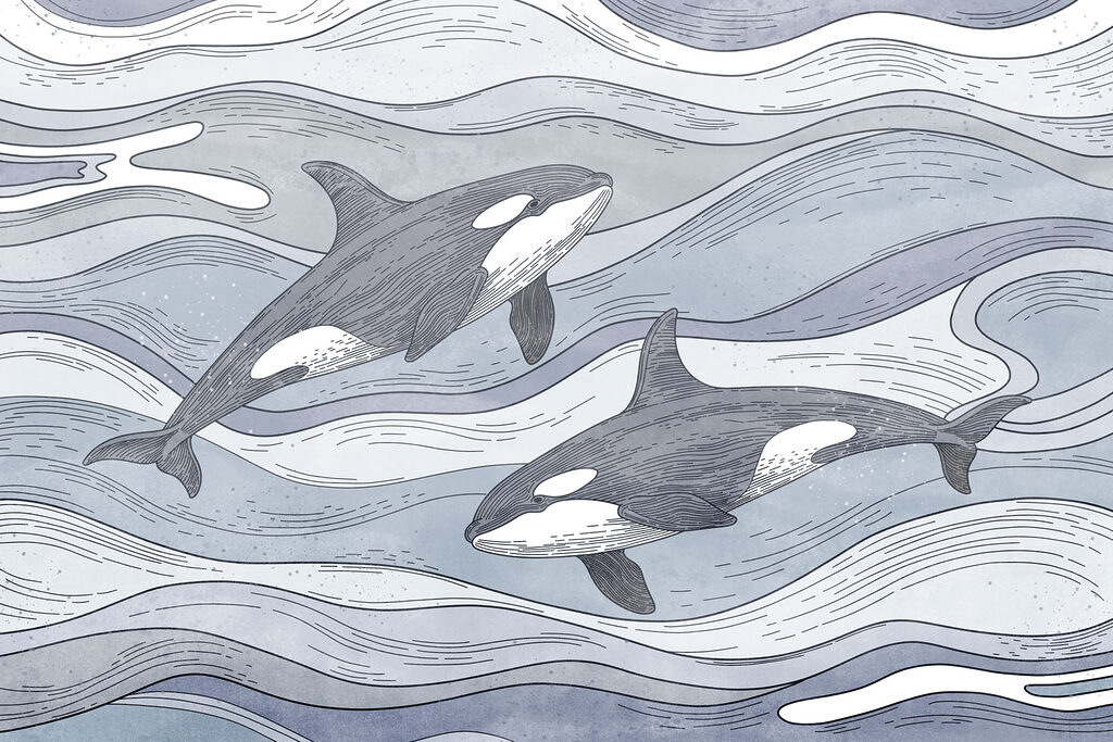 Group of whales swimming in the water Group of whales swimming in the water