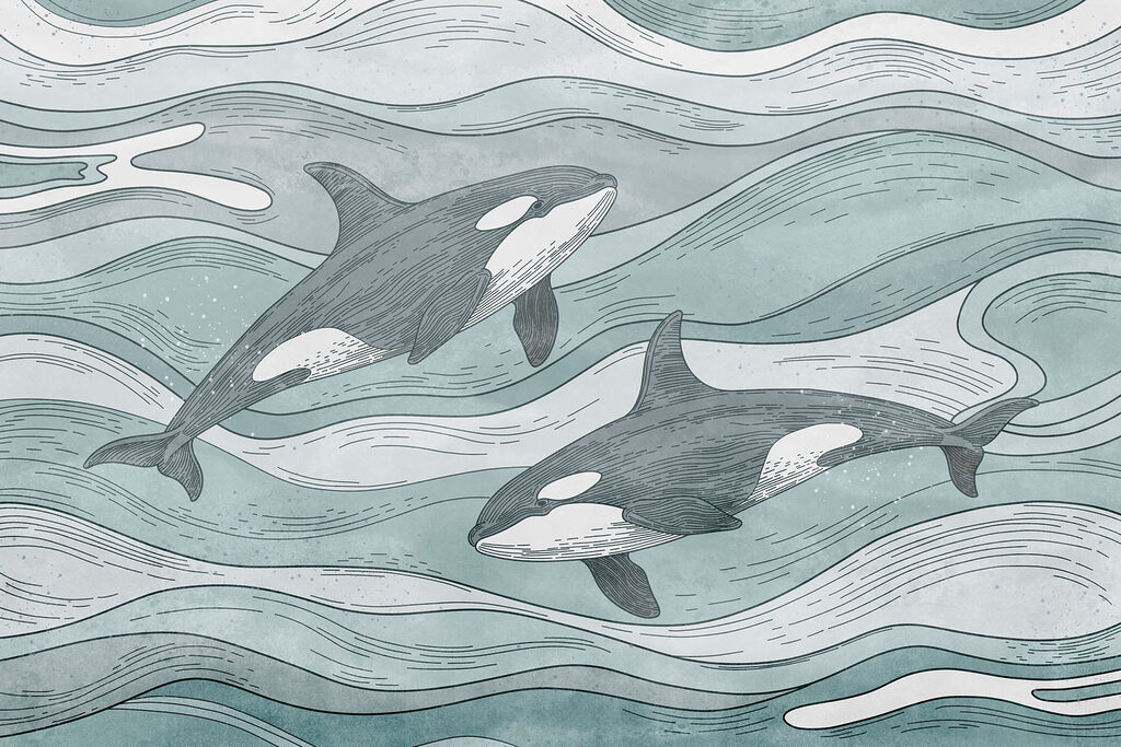 Group of whales swimming in the water Group of whales swimming in the water
